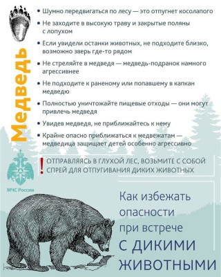 МЧС России даёт чёткие рекомендации, как вести себя при встрече с медведем в лесу