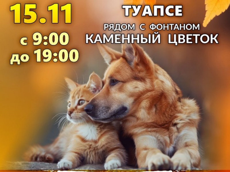 Место проведения выставки-пристройства бездомных животных перенесли