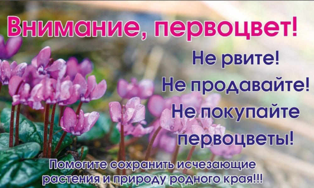 Внимание "Первоцветы"